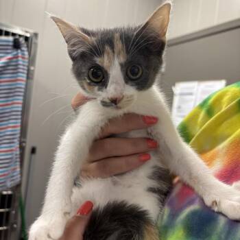 Buttermilk -  Domestic Short Hair Cat for Adoption - Buttermilk | PetCurious