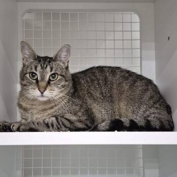 Rescue Domestic Short Hair Cats for Adoption - Parker 3 | PetCurious