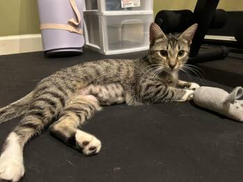 Natalie -  Domestic Short Hair Cat for Adoption in Statesboro, Georgia - Natalie | PetCurious