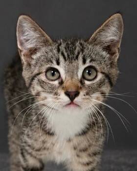 Skitty -  Domestic Short Hair Cat for Adoption in Fresno, California - Skitty | PetCurious