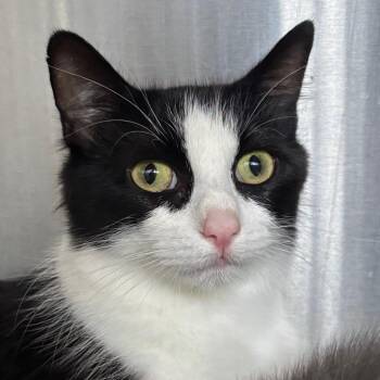Suzuki - In Foster to Adopt -  Domestic Medium Hair Cat for Adoption in Naperville, Illinois - Suzuki - In Foster To Adopt | PetCurious