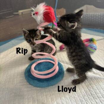 Lloyd -  Domestic Short Hair Cat for Adoption in Tampa, Florida - Lloyd | PetCurious