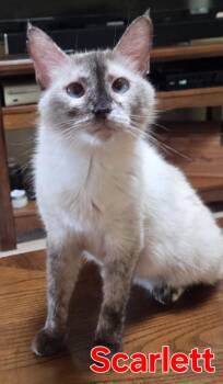 Scarlet -  Siamese Cat for Adoption in Greensburg, Pennsylvania - Scarlet | PetCurious