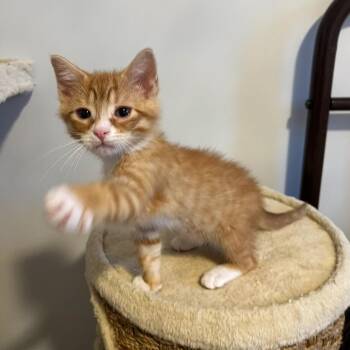 Rescue Domestic Short Hair Cats for Adoption - Tangerine (the Fruit Salad Litter) | PetCurious