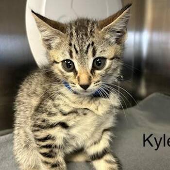 Domestic Short Hair Cats Available for Adoption in Knoxville, Tennessee - Kyle | PetCurious