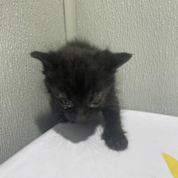 Domestic Short Hair Cats Available for Adoption - Jade | PetCurious