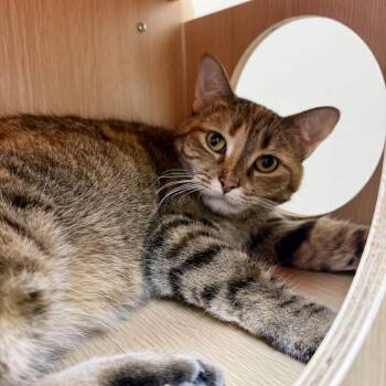 Sasha -  Domestic Short Hair Cat for Adoption in Medina, Ohio - Sasha | PetCurious