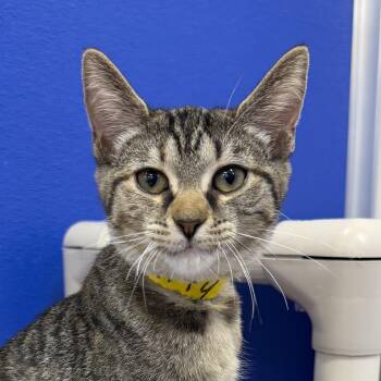 Fluffy -  Domestic Short Hair Cat for Adoption in Dunkirk, New York - Fluffy | PetCurious