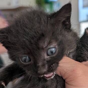 Popcorn -  Domestic Short Hair Cat for Adoption in Chapel Hill, North Carolina - Popcorn | PetCurious