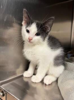 Domestic Short Hair Cats Available for Adoption in Chambersburg, Pennsylvania - Construction Paper | PetCurious