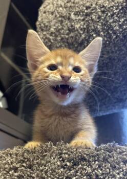 Rescue Domestic Short Hair Cats for Adoption in Fort Worth, Texas - Rupert (pre-adopt) | PetCurious