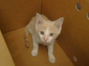 PINKY -  Domestic Short Hair Cat for Adoption in Sacramento, California - PINKY | PetCurious