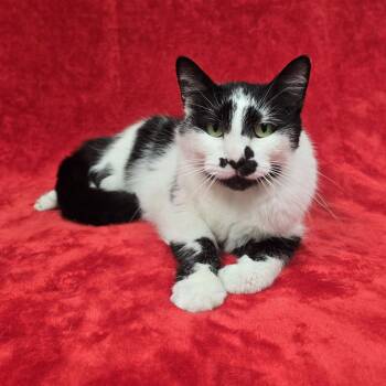 Bill -  Domestic Short Hair Cat for Adoption in Frankfort, Indiana - Bill | PetCurious