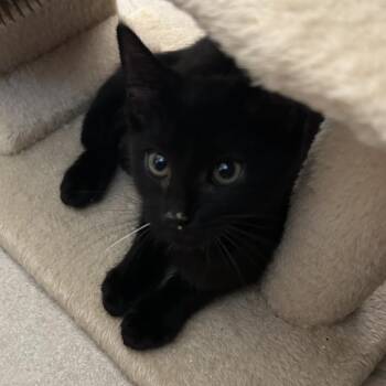 Panther -  Domestic Short Hair Cat for Adoption in West Palm Beach, Florida - Panther | PetCurious