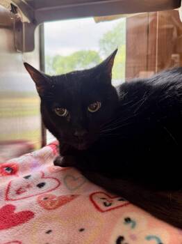 Pepper -  Domestic Short Hair Cat for Adoption in Midland, Michigan - Pepper | PetCurious