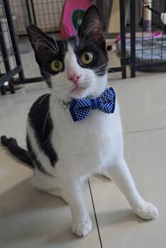 RENE - truly best cat ever -  Tuxedo and Ragdoll Cat for Adoption - RENE - Truly Best Cat Ever | PetCurious