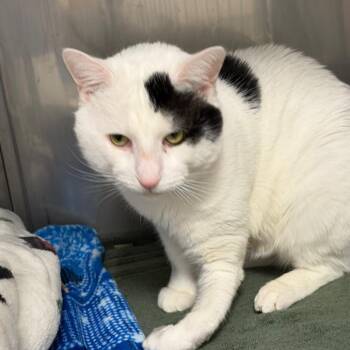 Domestic Short Hair Cats Available for Adoption in Hampton Bays, New York - Sawyer | PetCurious