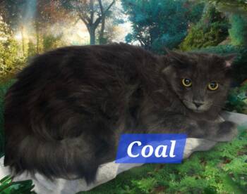 Domestic Medium Hair Cats Available for Adoption in Jim Thorpe, Pennsylvania - Coal | PetCurious