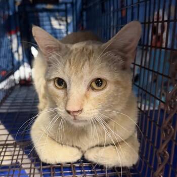 Cheezit -  Domestic Short Hair Cat for Adoption in Midland, Texas - Cheezit | PetCurious