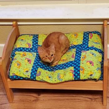 Rescue Domestic Short Hair Cats for Adoption in San Antonio, Texas - Bugsy | PetCurious