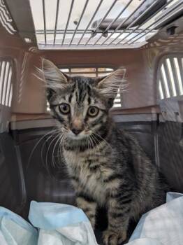 Lychee -  Domestic Short Hair Cat for Adoption in Daytona Beach, Florida - Lychee | PetCurious