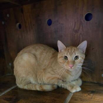 Sancho -  Domestic Short Hair Cat for Adoption in Pauls Valley, Oklahoma - Sancho | PetCurious