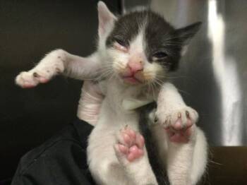 Domestic Short Hair Cats Available for Adoption in Thousand Palms, California - ROBIN | PetCurious