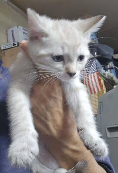 Coda -  Siamese Cat for Adoption in Cut Bank, Montana - Coda | PetCurious