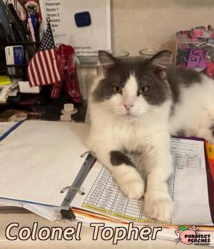 Rescue Maine Coon and Domestic Long Hair Cats for Adoption in Douglasville, Georgia - Colonel Topher | PetCurious