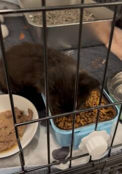 LI 3 -  Domestic Long Hair Cat Available for Adoption in Dallas, Texas - LI 3 | PetCurious