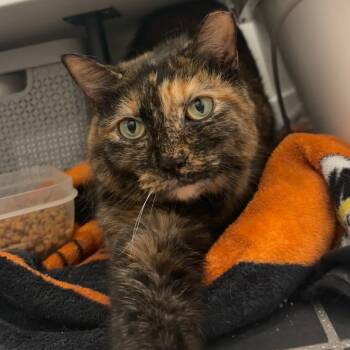 Bellatrix -  Domestic Short Hair Cat for Adoption in Hopewell, Virginia - Bellatrix | PetCurious