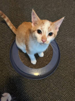 Rescue Domestic Short Hair Cats for Adoption in St. Cloud, Minnesota - Delgado | PetCurious