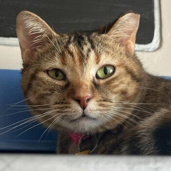 Domestic Short Hair Cats Available for Adoption - Salara | PetCurious