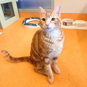 Domestic Short Hair and Tabby Cats Available for Adoption in Burlingame, California - Oliver | PetCurious