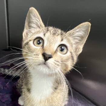 Chanel -  Domestic Short Hair Cat for Adoption - Chanel | PetCurious