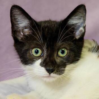 Corvette -  Domestic Short Hair Cat for Adoption in Versailles, Kentucky - Corvette | PetCurious