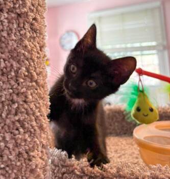 Domestic Short Hair Cats Available for Adoption in Groveland, Massachusetts - Birdy | PetCurious
