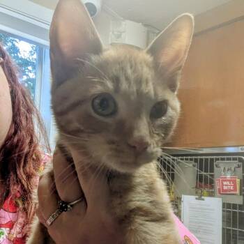 Wisconsin -  Domestic Short Hair Cat for Adoption in Standish, Michigan - Wisconsin | PetCurious