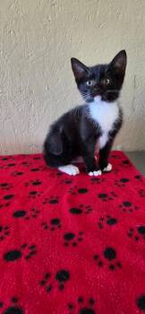 Hershey -  Domestic Medium Hair Cat for Adoption in Shelbyville, Tennessee - Hershey | PetCurious