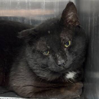 Domestic Short Hair Cats Available for Adoption in Salt Lake City, Utah - Mr. Gold | PetCurious