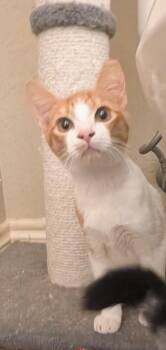 Norman -  Domestic Short Hair Cat for Adoption in San Antonio, Texas - Norman | PetCurious