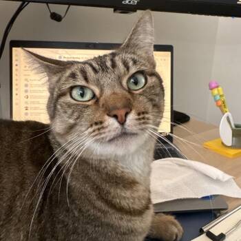 Koko -  Domestic Short Hair Cat for Adoption in Los Angeles, California - Koko | PetCurious
