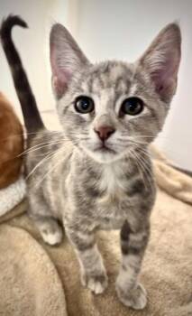 Korra 931-26 -  Domestic Short Hair Cat for Adoption in Cumming, Georgia - Korra 931-26 | PetCurious