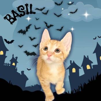 Basil -  Domestic Short Hair Cat for Adoption in Tempe, Arizona - Basil | PetCurious