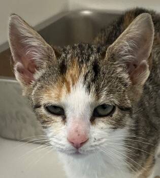 Domestic Short Hair Cats Available for Adoption - 26-58 Meowdonna | PetCurious