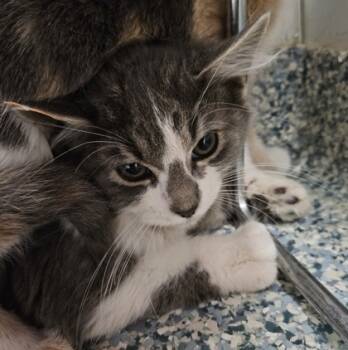 Rescue Domestic Medium Hair and Domestic Short Hair Cats for Adoption in Verona, Wisconsin - Beast | PetCurious