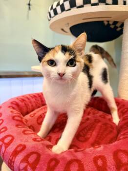 Autumn -  Domestic Short Hair Cat for Adoption in Bellmawr, New Jersey - Autumn | PetCurious