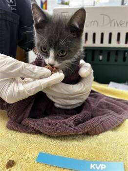 Flora (collier bleu) -  Domestic Short Hair Cat for Adoption in Montreal, Quebec - Flora (collier Bleu) | PetCurious