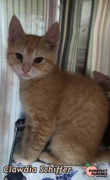 Clawdia Schiffer -  Domestic Short Hair Cat for Adoption in Douglasville, Georgia - Clawdia Schiffer | PetCurious