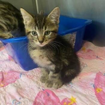 Jupiter -  Domestic Short Hair Cat for Adoption in Chehalis, Washington - Jupiter | PetCurious